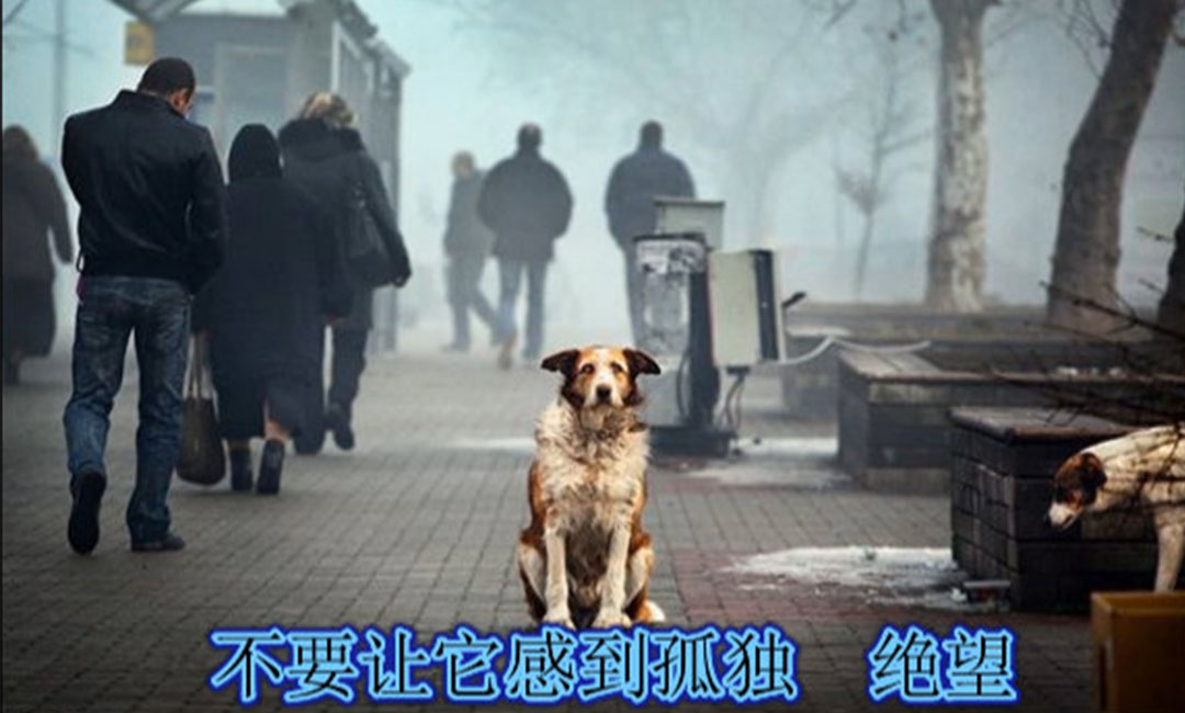 吕梁爱影圈微博微信转发案例